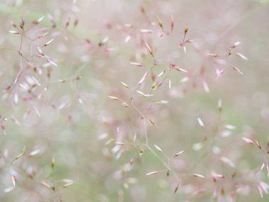 Osos Salonu 'nun tohum başları paniğe kapıldı. Yazın yabani ot tarlası. Ön plana seçici odaklanma. Sığ alan derinliği, bulanık arkaplan.
