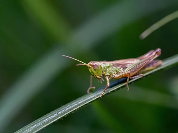 Detailní Záběr Hlavy Obyčejného Zeleného Kobylky Omocestus Viridulus Sedící Travnaté — Stock fotografie