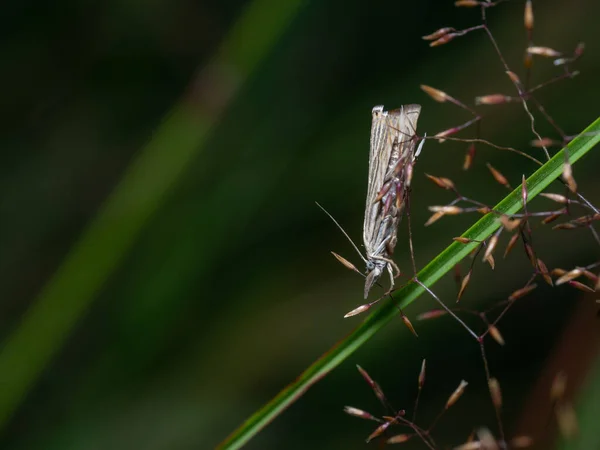 Detailní Záběr Velmi Malé Můry Patřící Rodiny Nositelů Spárů Coleophoridae — Stock fotografie