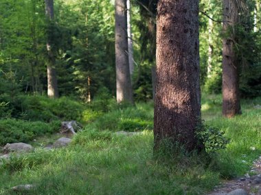 Taze yeşil çimenler ve ormanda çam ağacı kabuğu. Ormanda sıcak akşam ışığı. Bulanık arkaplan ile seçmeli odak.