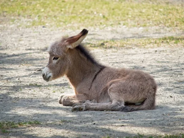 Side View Young Baby Donkey Laying Ground Close Equus Africanus — Stock Photo, Image