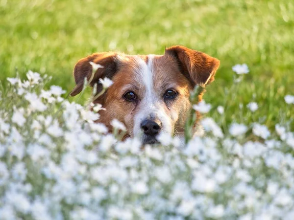 Close-up of brown dog face in the field of white flowers and green grass. Blussed backfround. Watchful eyes.