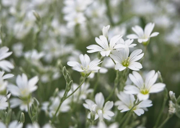 Feldvogelkraut Oder Mausohr Blühen Frühjahr Nahaufnahme Von Kleinen Weißen Blüten — Stockfoto