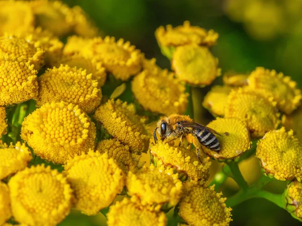 Close-up of western honey bee collecting nectar from common tansy flowers (Tanacetum vulgare). Visible how pollen grains stick to bee\'s body.