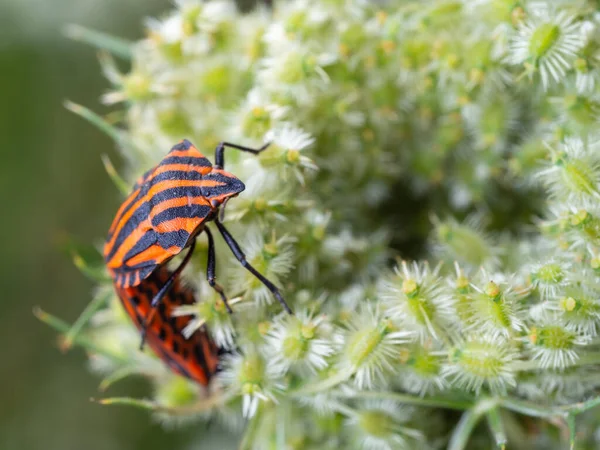 Close Par Insetos Listrados Italianos Acasalando Flor Branca Selvagem Graphosoma — Fotografia de Stock