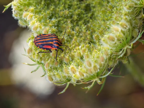 Primo Piano Dell Insetto Striato Italiano Sul Fiore Carota Selvatica — Foto Stock