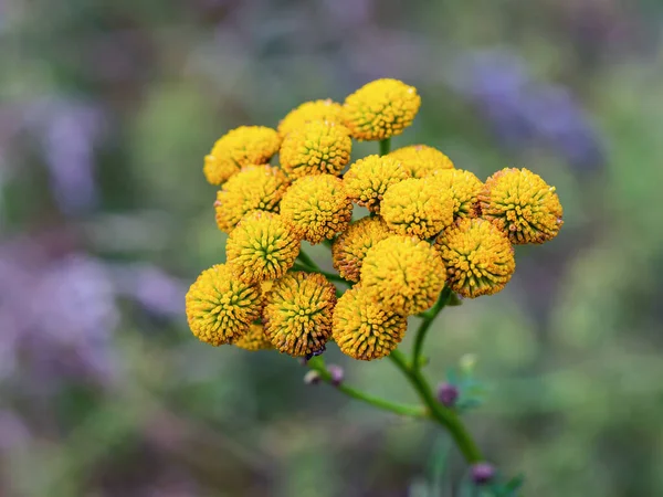 Primer Plano Las Flores Amarillas Tanaceto Comunes Verano Tanacetum Vulgare — Foto de Stock