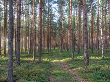 Altın, kahverengi ve bakır renkli çam ağaçlarının gövdeleri. Sıcak akşam ışığında Büyük Aşağı Silezya Ormanı.