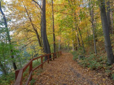 Orman yolu, nehir kenarındaki ahşap korkulukla ayrılmış. Ormanın kenarındaki renkli sonbahar manzarası.