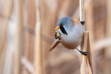 Sakallı reedling erkeği (Panurus biarmicus) Toledo, İspanya