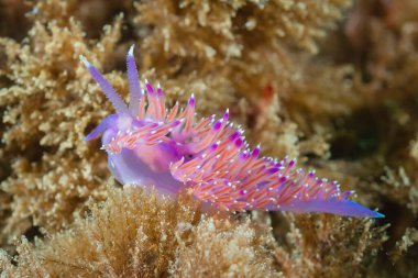 Çıplaklık (Flabellina affinis) Granada, İspanya