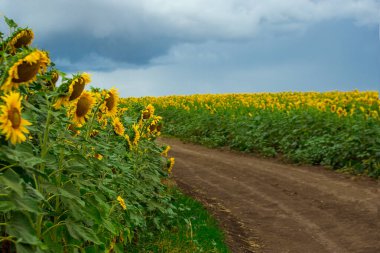 Ayçiçekleriyle dolu bir tarlada bir yol, bir yaz günü, bulutlar yağmurdan önce toplanıyor..