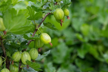 Meyve bahçesindeki çalılıkta bektaşi üzümlerinin yakın çekimi. Meyve bahçesinde meyveler yetişiyor.