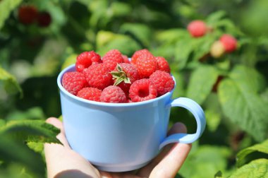 Mavi bir fincanda olgun ahududular