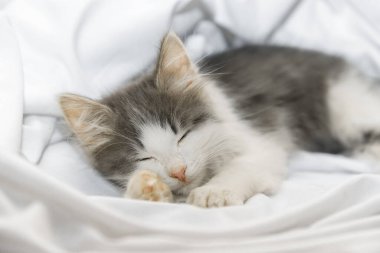 Yatakta yatan bir kedi, gri beyaz bir kedi.