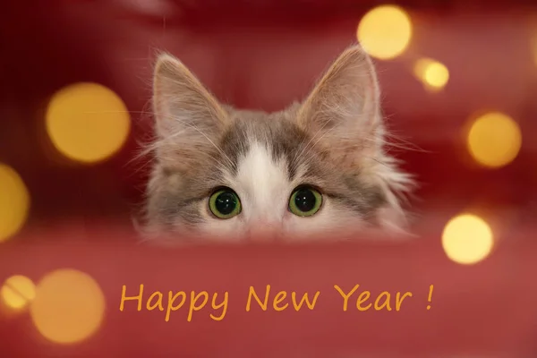 Ano Novo gato está olhando para as luzes, fundo vermelho Imagens De Bancos De Imagens Sem Royalties