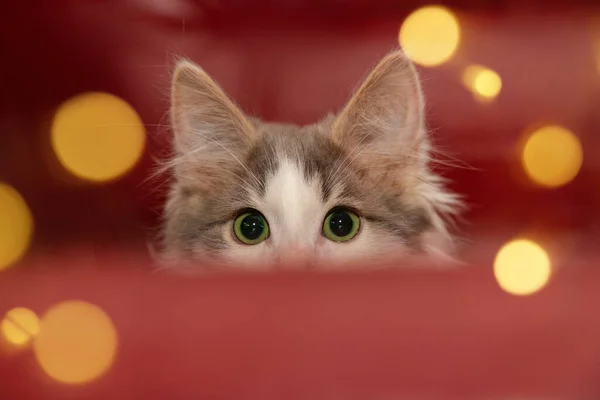 Um perto de uns olhos de gato Fotos De Bancos De Imagens Sem Royalties
