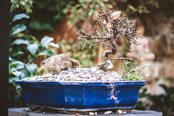 Bahçede bir bonsai