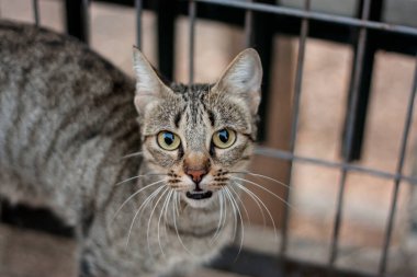 Parktaki vahşi kedi.