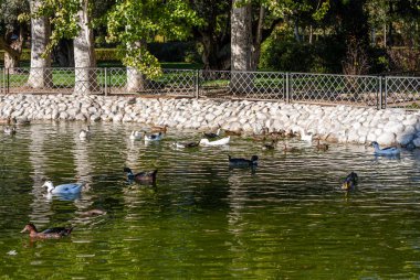 Parkta yüzen ördekler.