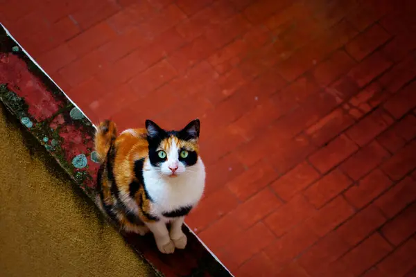 Duvarda bir kedi