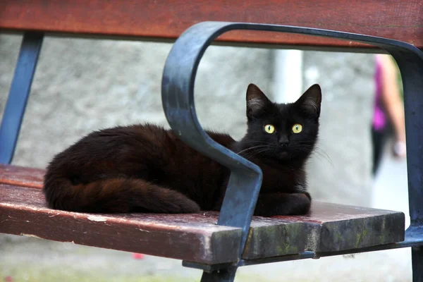 Bankta oturan bir kedi