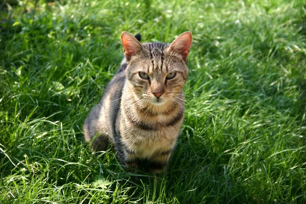 Kedi çimlerin üzerinde oturuyor.