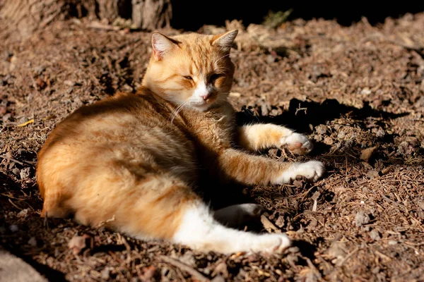 Kedi yerde yatıyor.