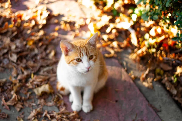 Yerde yatan turuncu kedi.