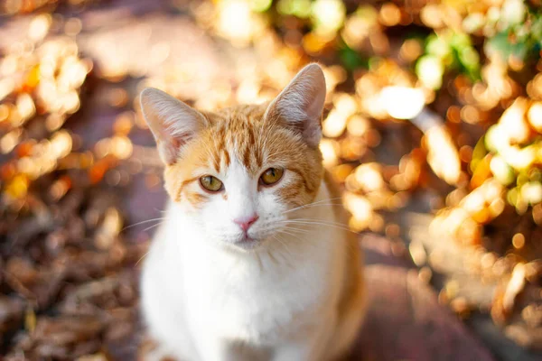 Parkta yerde yatan turuncu kedi.