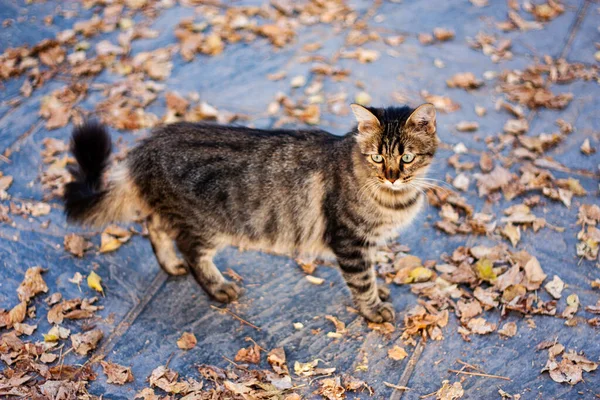 Parktaki güzel kedi