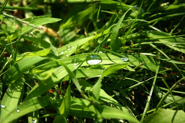 Мокрая Трава Поле — стоковое фото