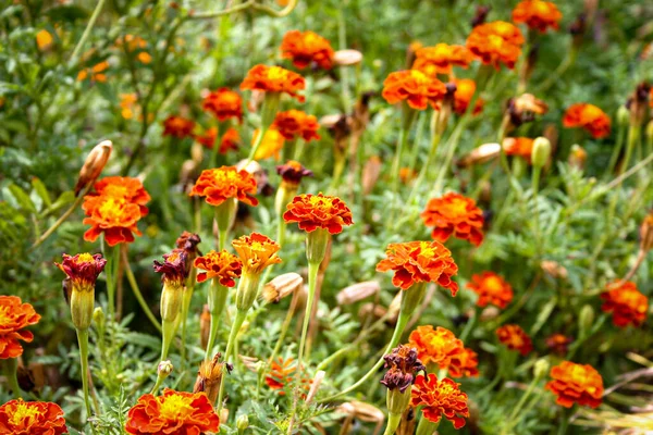 Beautiful Flowers Field — Stock Photo, Image