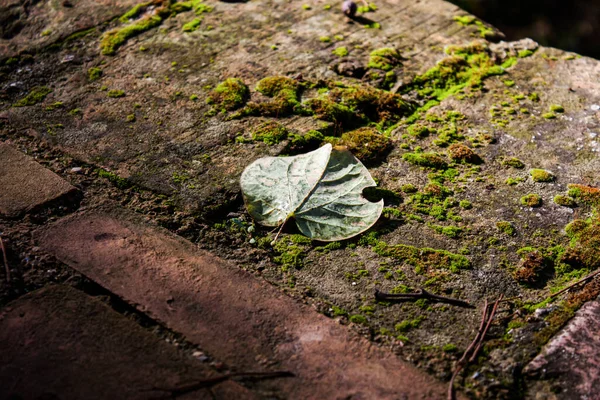 树叶落在地上的苔藓上 — 图库照片