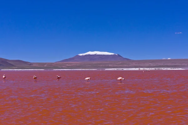 Roter See Bolivien Südamerika — Stockfoto