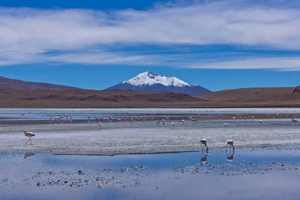 Laguna Pasto Grande, Bolivya, Güney Amerika