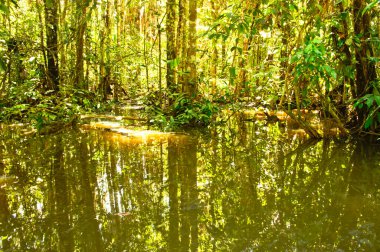 Amazon Havzası, Peru, Güney Amerika