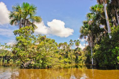 Amazon Havzası, Peru, Güney Amerika