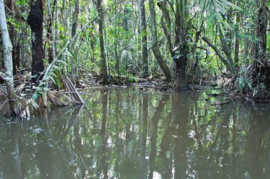 Amazon Havzası, Peru, Güney Amerika