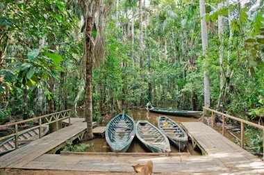 Amazon Havzası, Peru, Güney Amerika