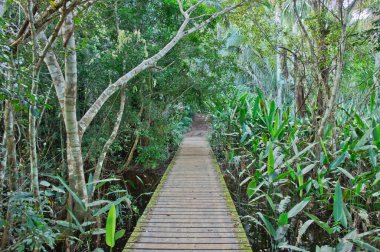 Amazon Havzası, Peru, Güney Amerika