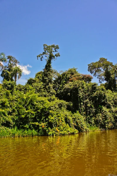 Amazone Bekken Peru Zuid Amerika — Stockfoto