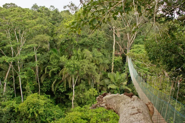 Міст Між Двома Великими Деревами Амазонський Басейн Перу Південна Америка — стокове фото