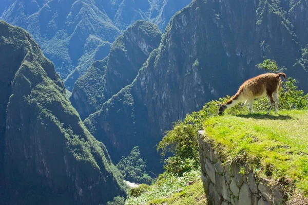 Machu Picchu Sunny Day古城景观 南美洲 — 图库照片