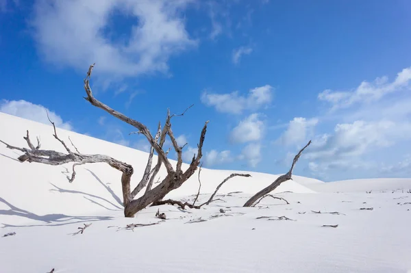 Lencois Maranhenses Parc National Brésil — Photo