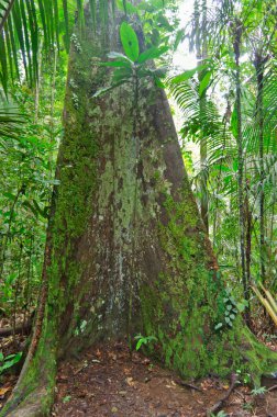 Amazon Havzası, Brezilya 'da doğal manzara