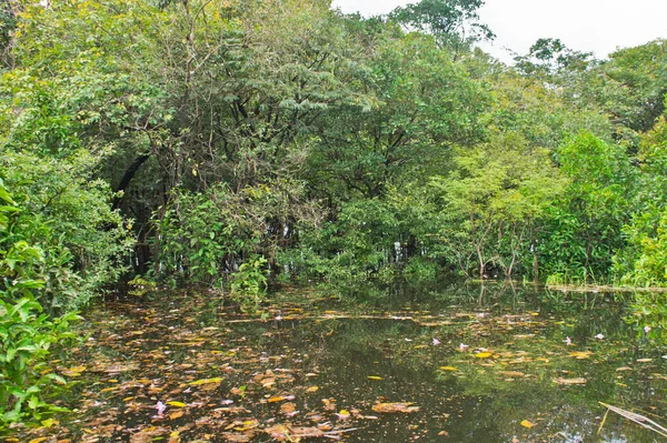 Naturlandskap Amazonas Brasilien — Stockfoto