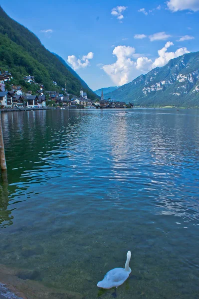 Hallstätter Alpen Altstadt Und Seeblick Mit Schwänen Österreich — Stockfoto