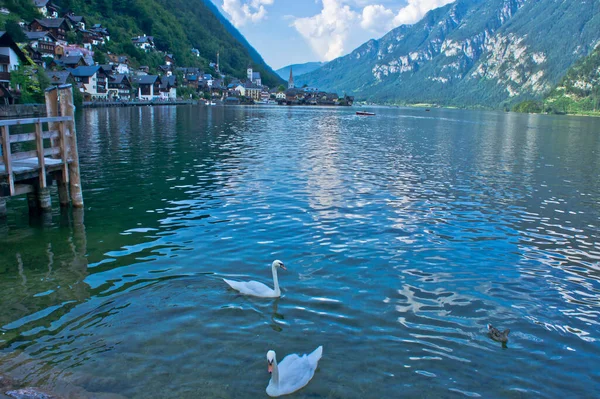 Alpes Hallstatt Vistas Ciudad Vieja Lago Con Cisnes Austria —  Fotos de Stock