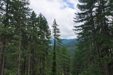 Epirus, Yunanistan, Zagorochoria 'daki doğal manzara